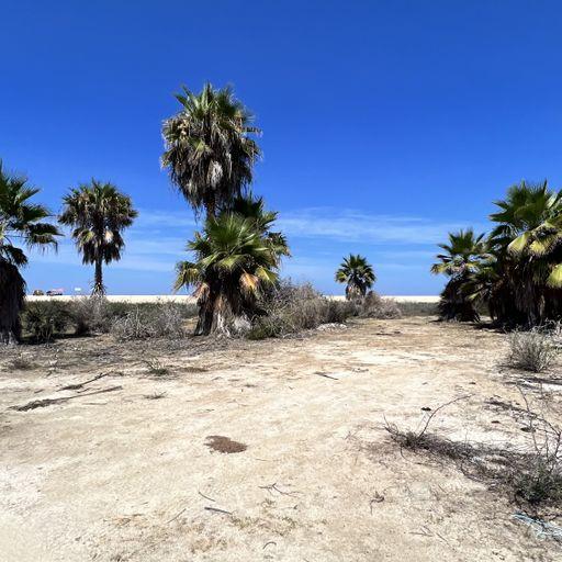 El chamizal, Baja California Sur